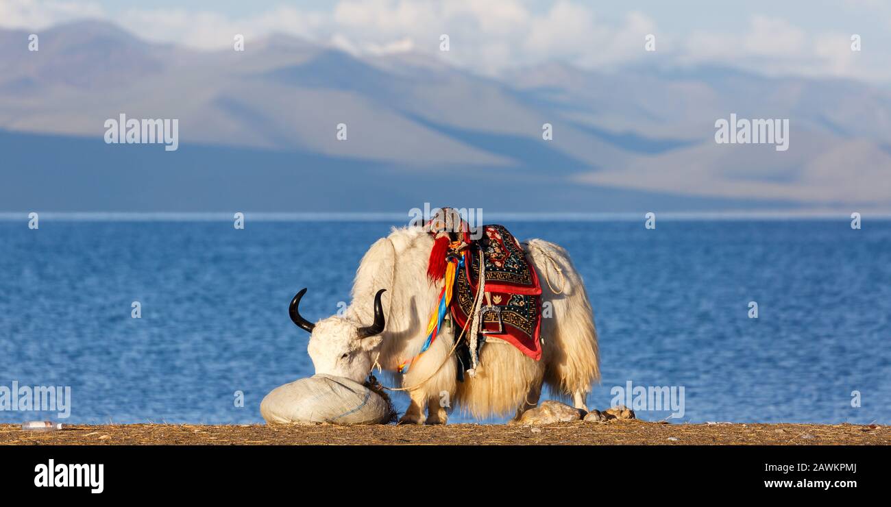 Weißer, furriger Yak mit schwarzen Hörnern, die (wahrscheinlich Gras) aus einem Beutel essen. Farbenfroher Sattel. Im hinteren Nam Tso-See und der fabelhaften tibetischen Bergkette. Stockfoto