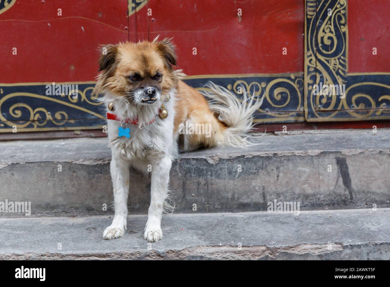 Porträt eines mongren Hundes mit Überbiss. Sein Gesicht wirkt grimmig und unglücklich. Ausgestreckte Vorderfüße. Weißes und schwarzes Fell. Caputured in den Straßen von Lhasa Stockfoto