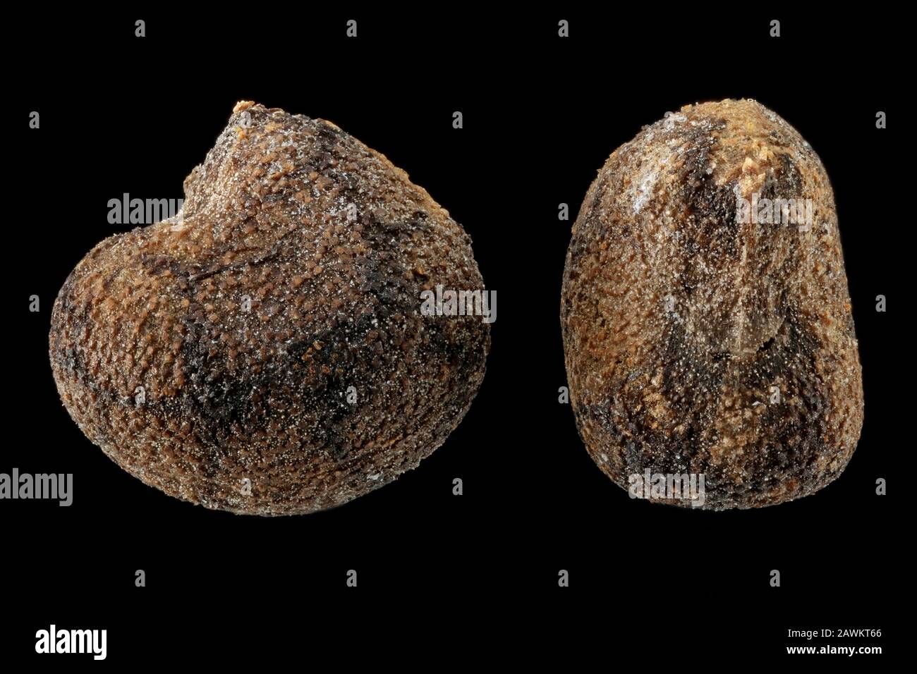 Anoda cristata, Gespurte Anoda, dicht oben, Samen, 2-3 mm lang Stockfoto