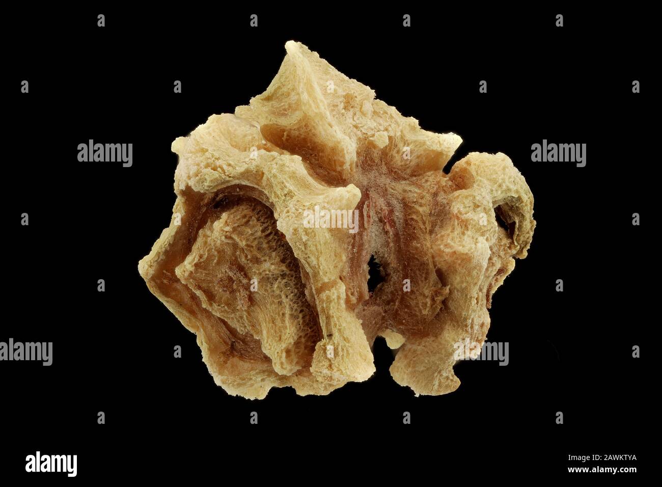 Beta vulgaris subsp. Vulgaris, Conditiva, Bete Root, Rote Beete, Nahaufnahme, Früchte Stockfoto