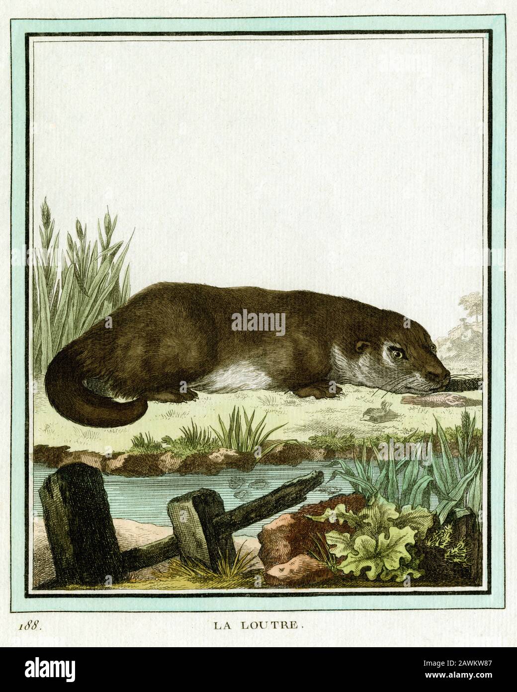 Otter oder La Loutre an einem Flussufer mit totem Fisch. Kupferstich, der in den 1700er Jahren für den französischen Naturforscher Georges-Louis Leclerc, Comte de Buffon (1707–1788) nach einer Zeichnung des französischen Tierkünstlers Jacques Henri E. de Sève (fl.1742–1788) erstellt wurde. Die Gravur erschien in Buffons einflussreichem naturgeschichtlichem Werk, dem 36-bändigen Werk „Histoire Naturelle, générale et particulière …“, das zwischen 1749 und 1788 veröffentlicht wurde. Diese später handkolorierte Illustration stammt aus der seltenen französischen Ausgabe der „Histoire“ aus dem Jahr 1780. Stockfoto