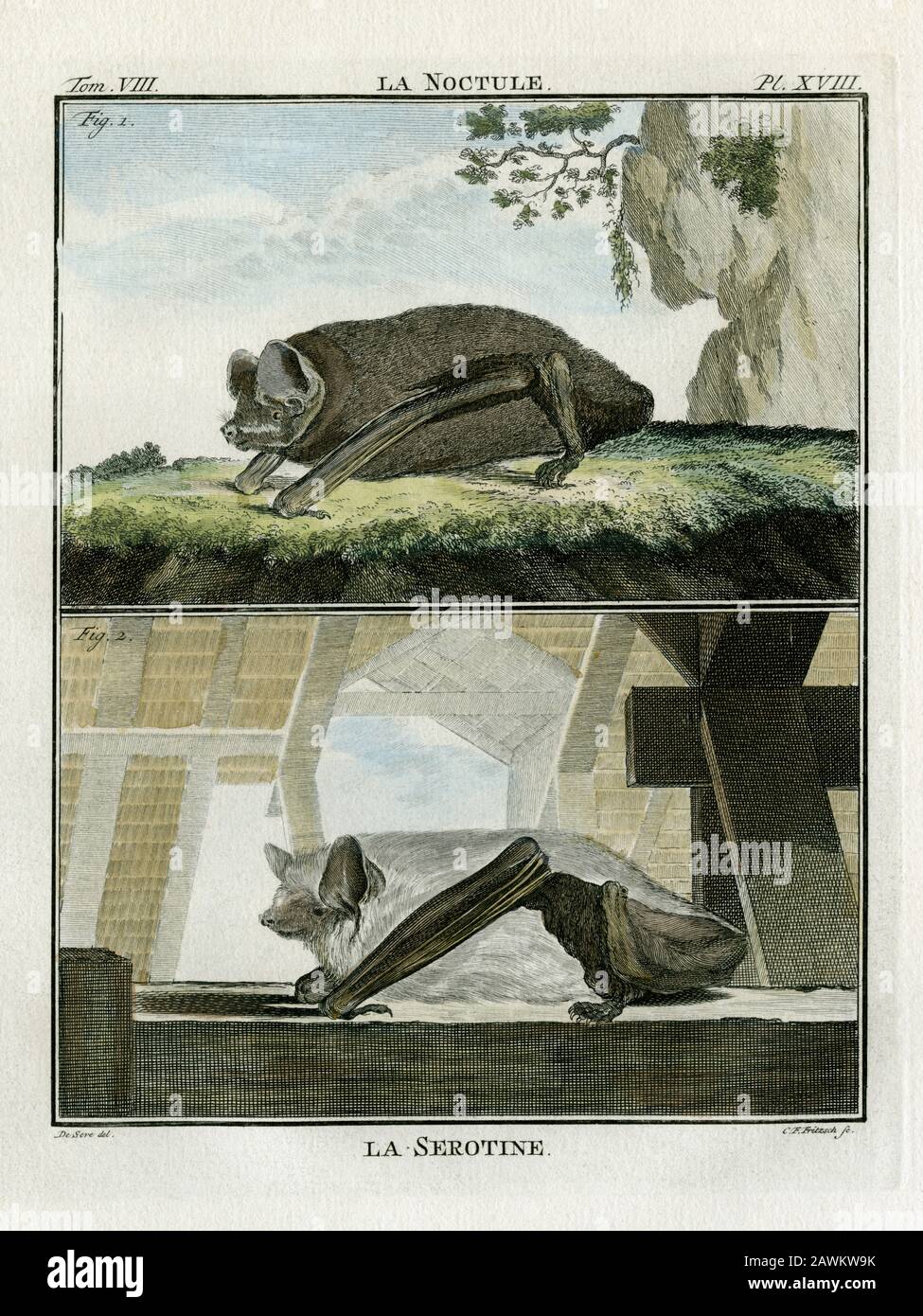 La Noctule und La Serotine: Abend- oder vesper-Fledermäuse (Chiroptera). Gravur für den französischen Naturforscher Georges-Louis Leclerc, Comte de Buffon (1707–1788), nach einer Zeichnung des französischen Wildtierkünstlers Jacques Henri E. de Sève (fl.1742–1788). Die Gravur erschien in Buffons einflussreichem naturgeschichtlichem Werk, dem 36-bändigen Werk „Histoire Naturelle, générale et particulière …“, das zwischen 1749 und 1788 veröffentlicht wurde. Diese später handkolorierte Illustration stammt aus der seltenen französischen Ausgabe der „Histoire“ aus dem Jahr 1780. Stockfoto