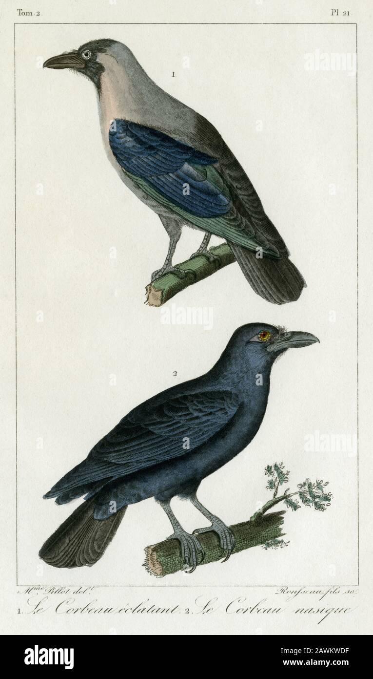 Raven (Corvus corax) und Krähe (Corvus). Kupferstich, der in den 1800er Jahren für die „oeuvres complètes de Buffon, augmentées par M.F. Cuvier“ erstellt wurde, die in 29 Bänden von 1829 bis 1832 erschienen sind. Diese „vollständigen Werke“ brachten die einflussreichen Schriften des vergangenen Jahrhunderts von Georges-Louis Leclerc, Comte de Buffon (1707–1788), über Naturgeschichte und Wissenschaft zu neuen Generationen. Die Gravur in diesem Bild stammt aus einer Zeichnung von Madame C. Pillot, der Ehefrau des Pariser Verlegers der „Gesamtwerke“ F D Pillot. Stockfoto