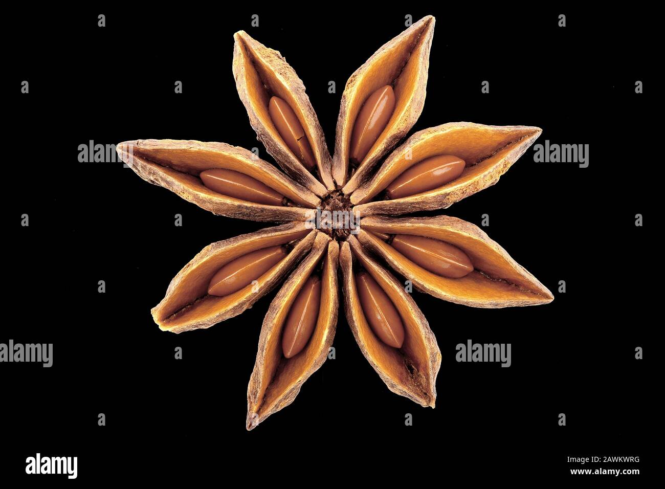 Illicium verum, Sternanis, Echter Sternanis, Frucht mit Samen, Nahaufnahme,  Samen 5-10 mm lang Stockfotografie - Alamy