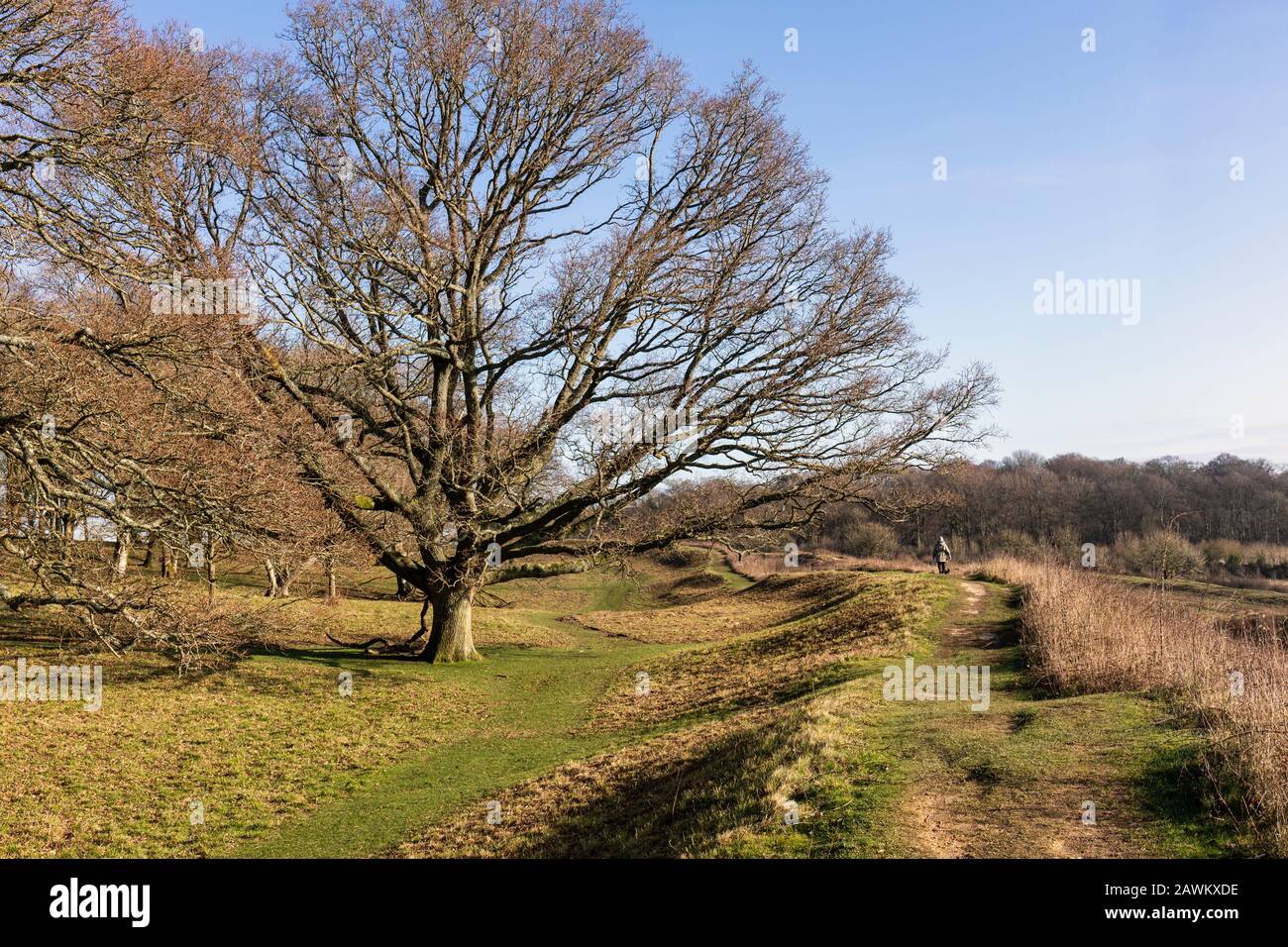 Badbury Rings - eine Hügelfestung aus der Eisenzeit auf dem Anwesen Kingston Lacey, Dorset, England, Großbritannien Stockfoto