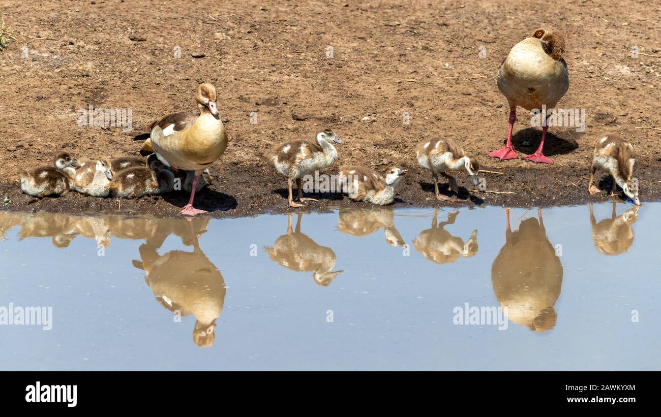 Familie der ägyptischen Gänse, Alopochen aegyptiaca, am Ufer eines Wasserlochs in der Masai Mara, Kenia. Spiegelreflexion im Wasser. Stockfoto