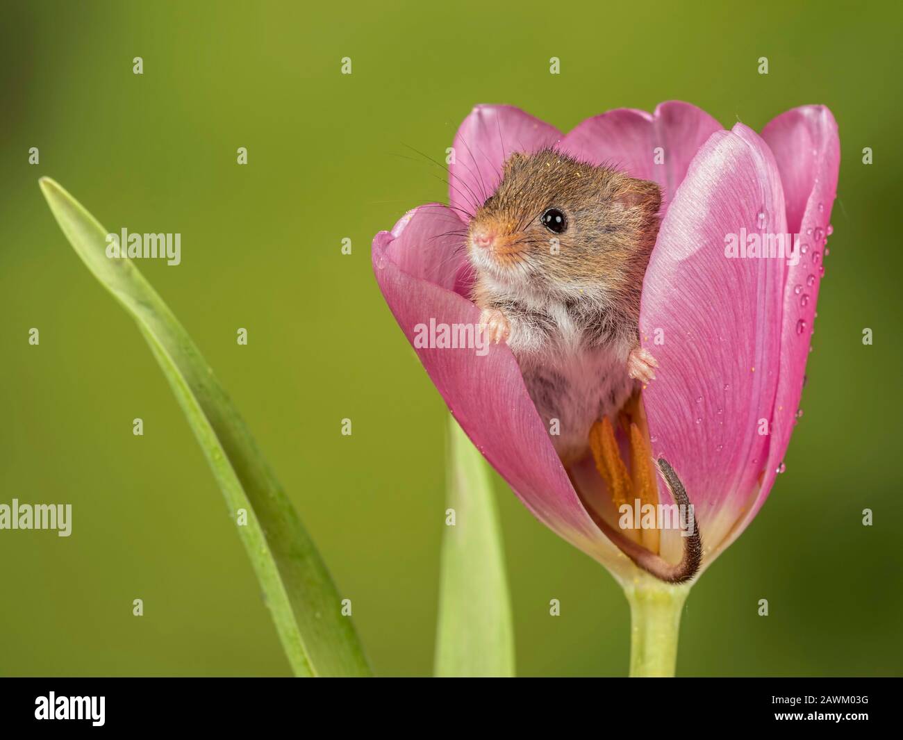 Harvest Mouse mit Blick auf eine Tulpe Stockfoto