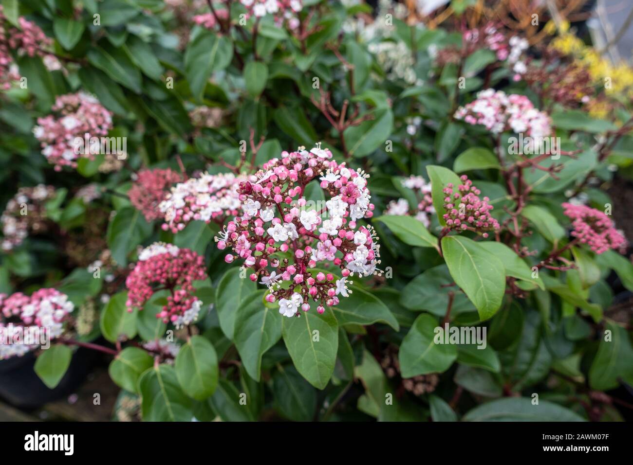 Viburnum tinus lisa rose Fotos und Bildmaterial in hoher Auflösung