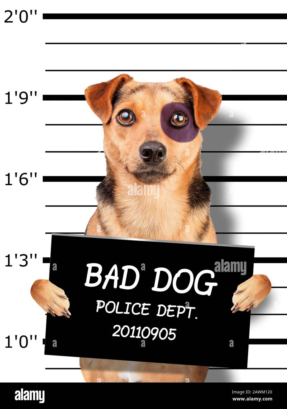 Lustiger kleiner Hund mit schwarzem Auge, der ein Schild zur Identifizierung auf der Polizeiwache hält Stockfoto