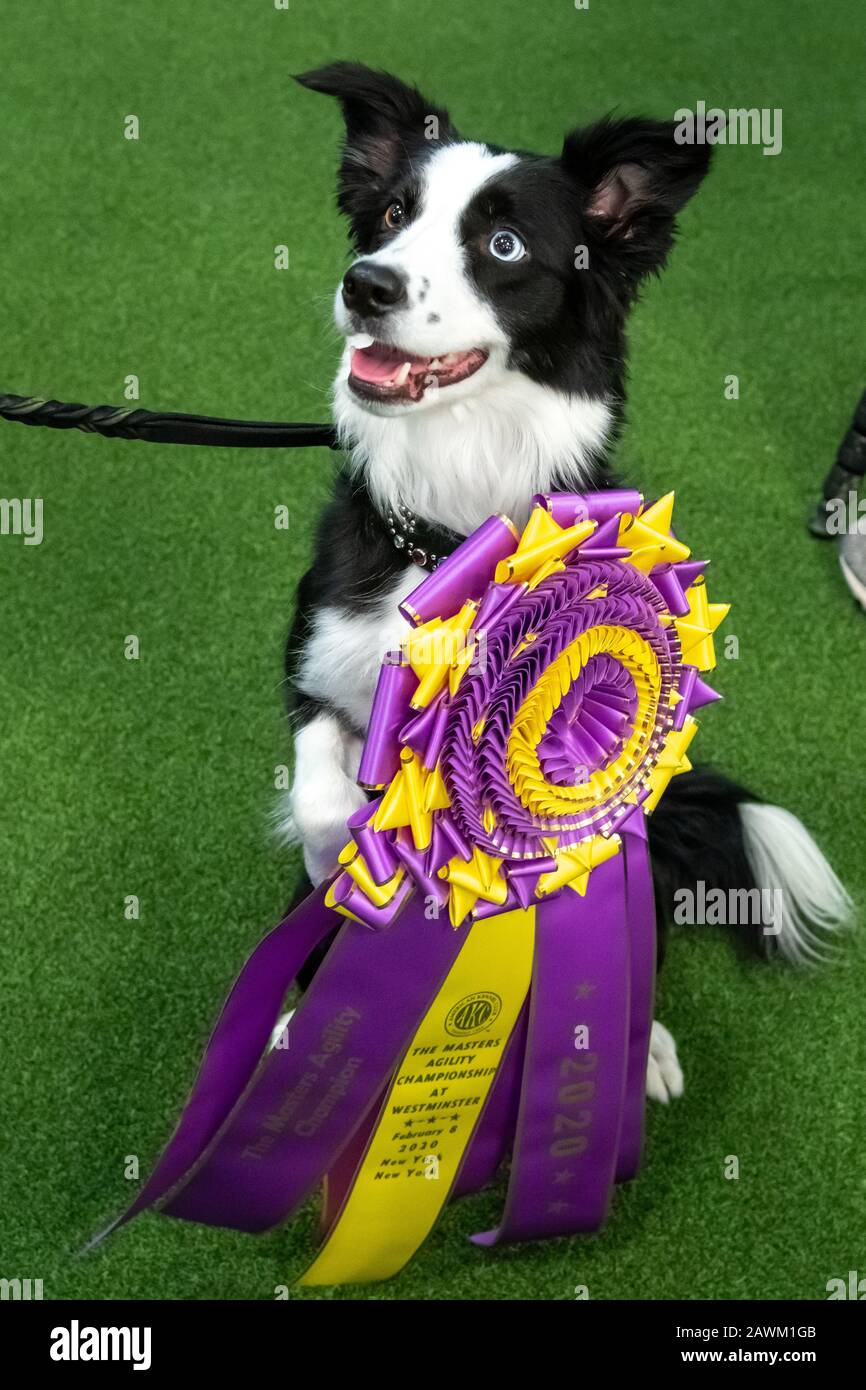 New York, USA. Februar 2020. Border Collie 'P!nk' posiert nach dem Gewinn der Masters Agility Championship auf der Westminster Kennel Club Dog Show in New York City. P!nk, benannt nach dem Popstar-Sänger, gewann zum dritten Mal in Folge die 16-Zoll-Agility-Klasse und nahm auch den All-American-Preis entgegen. Kredit: Enrique Shore/Alamy Live News Stockfoto