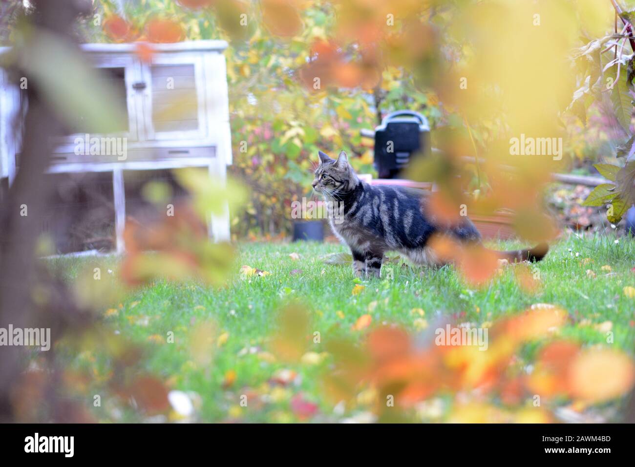 Meine schöne bengalische Katze Stockfoto