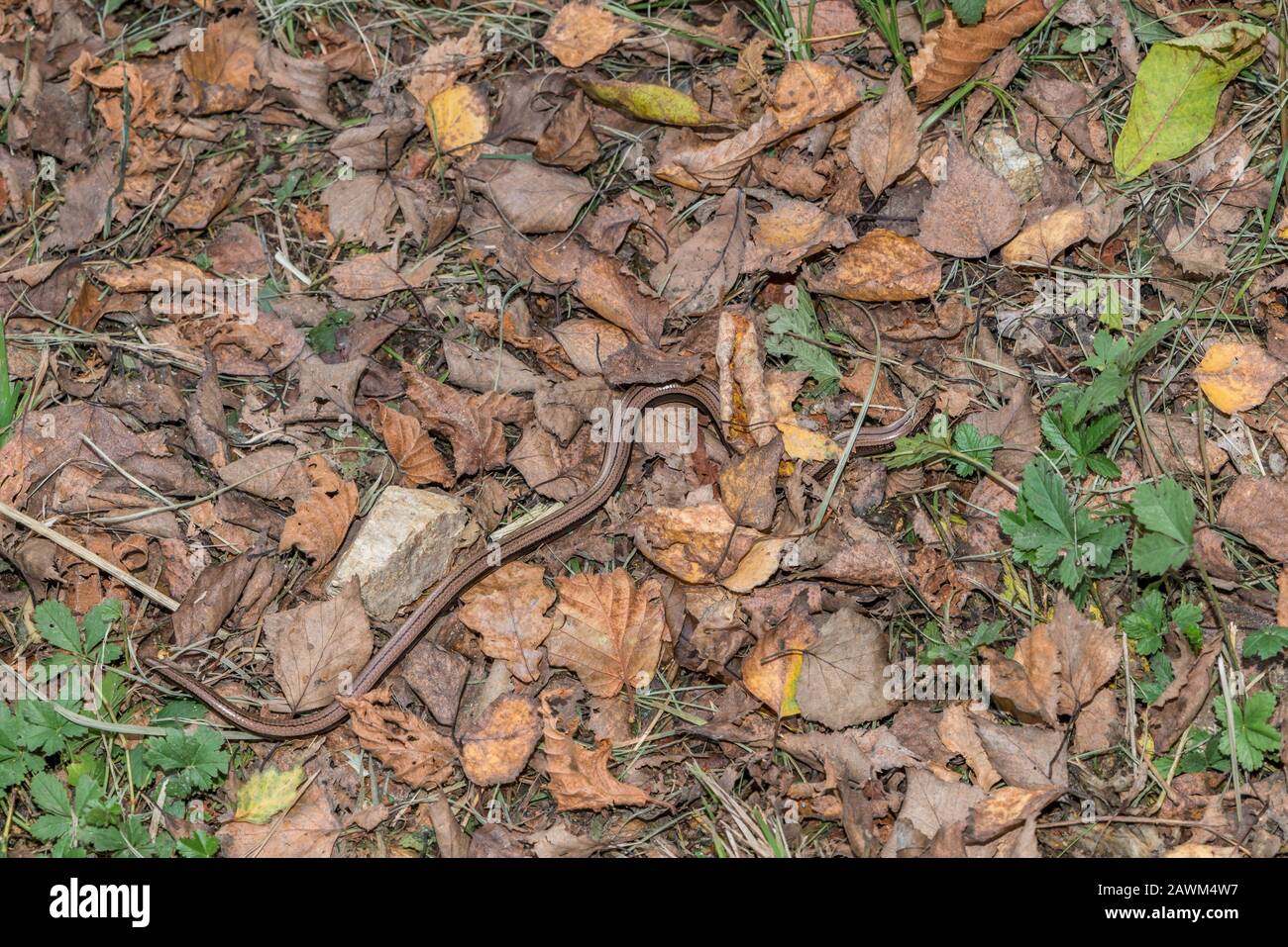 Nahaufnahme eines Blindwurms (Anguis fragilis) auf einem grünen Boden in einem Wald, Deutschland Stockfoto