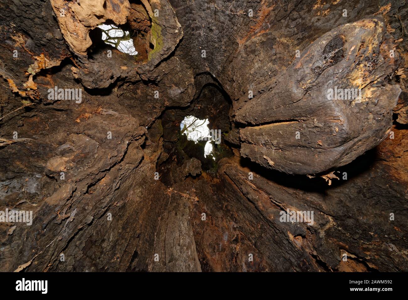 The Old Electric Oak, Wickwar Pedunculate (Englisch) Oak Tree - Quercus robur View up through hohl Trunk Stockfoto