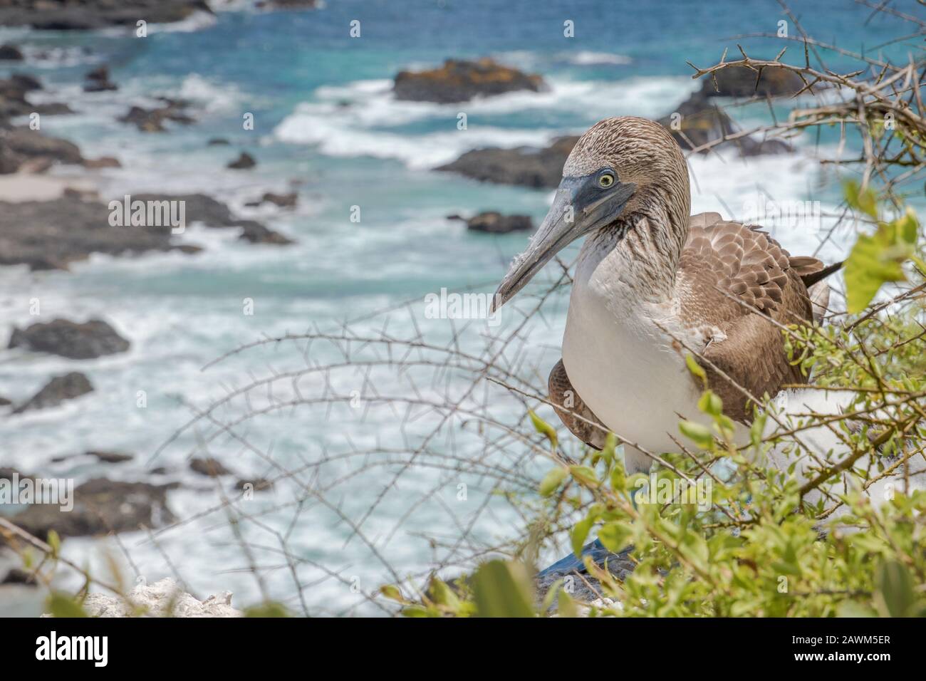 Blau Footed Sprengfallen Stockfoto Blau Footed Sprengfallen Stockfoto