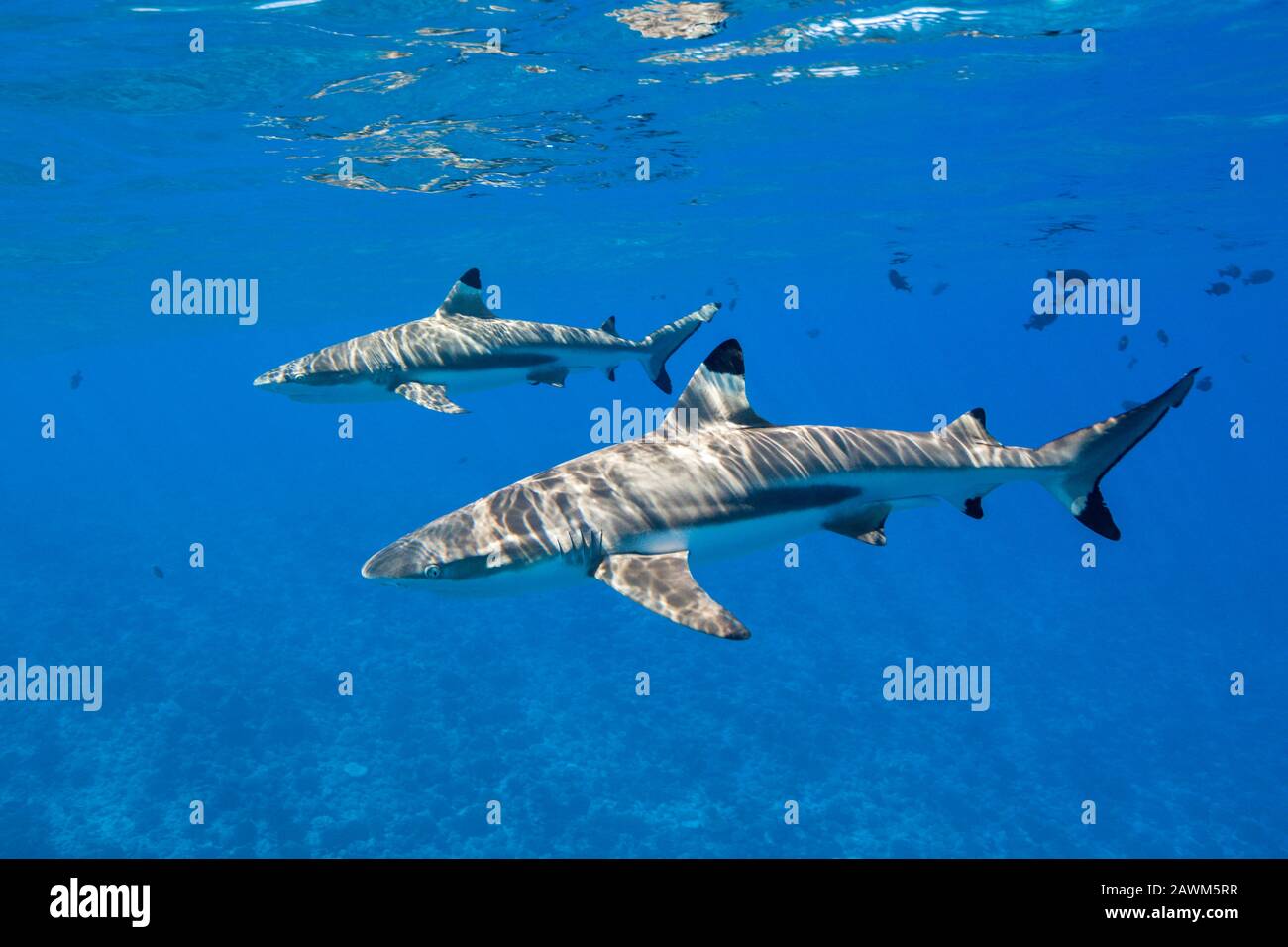 Blacktip Reef Sharks unterhalb der Wasseroberfläche, Carcharhinus melanopterus, Moorea, Französisch-Polynesien Stockfoto