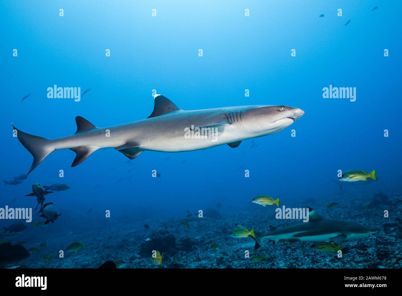 Whitetip Reef Shark, Triaenodon obesus, Tahiti, Französisch-Polynesien Stockfoto