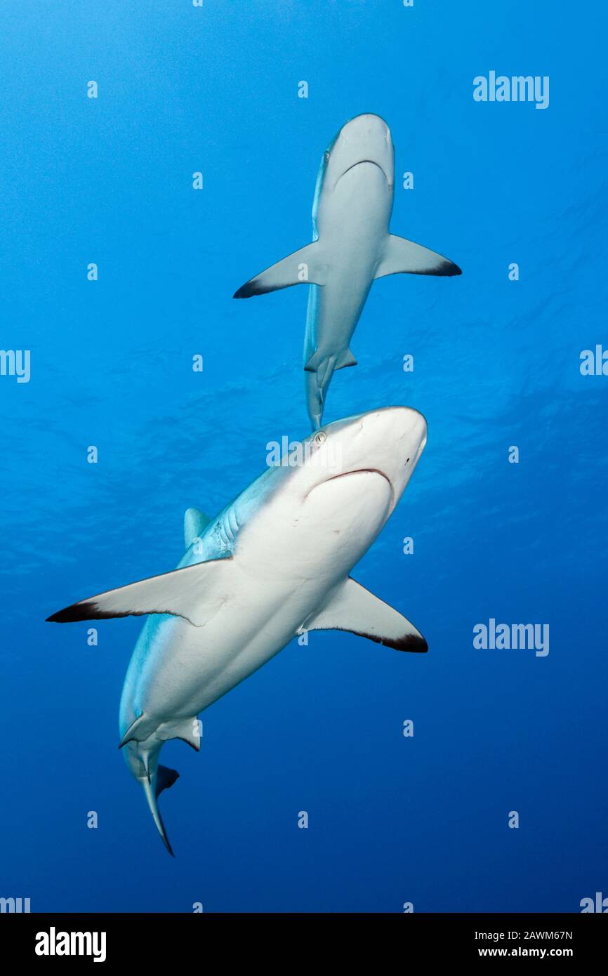 Grey Reef Shark, Carcharhinus amblyrhynchos, Tahiti, Französisch-Polynesien Stockfoto