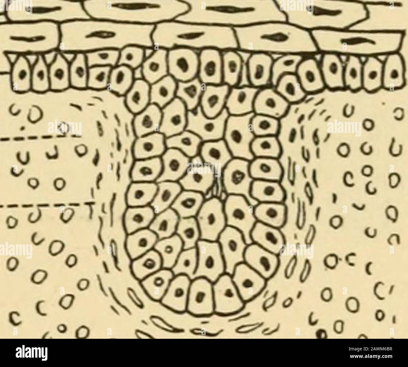 Ein System der Geburtshilfe . D .MGS^ je.. C ^^ 55^ ^K0 0 E ¥    ^ >s -;-.--:-PZ--^Y:r-HK (Aus Wiedersheim.) Sechs Stufen bei der Entwicklung eines Haares: Sc, Stratum comeum der Epi-dermis: SM, Stratum Malpighii; C, Dermis; F, Haarfollikel, Haarausfall; Haarausfall; PZ, das Rudiment des Epithels des Haarfollikels; P, Kommencementof Papilla; P, Papille fortschrittlicher und nachdem es zu Gefäßen geworden ist. Stockfoto