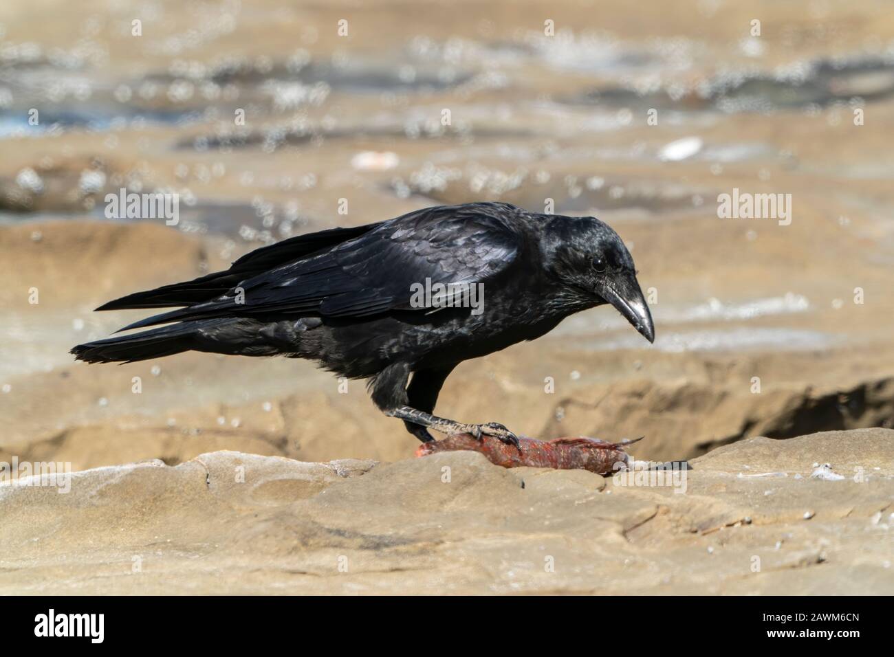 Australian Raven (Corvus coronoides), am Strand, Cairns, Queensland, Australien, 19. Dezember 2019 Stockfoto