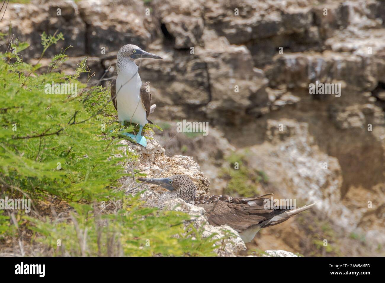 Blau Footed Sprengfallen Stockfoto Blau Footed Sprengfallen Stockfoto