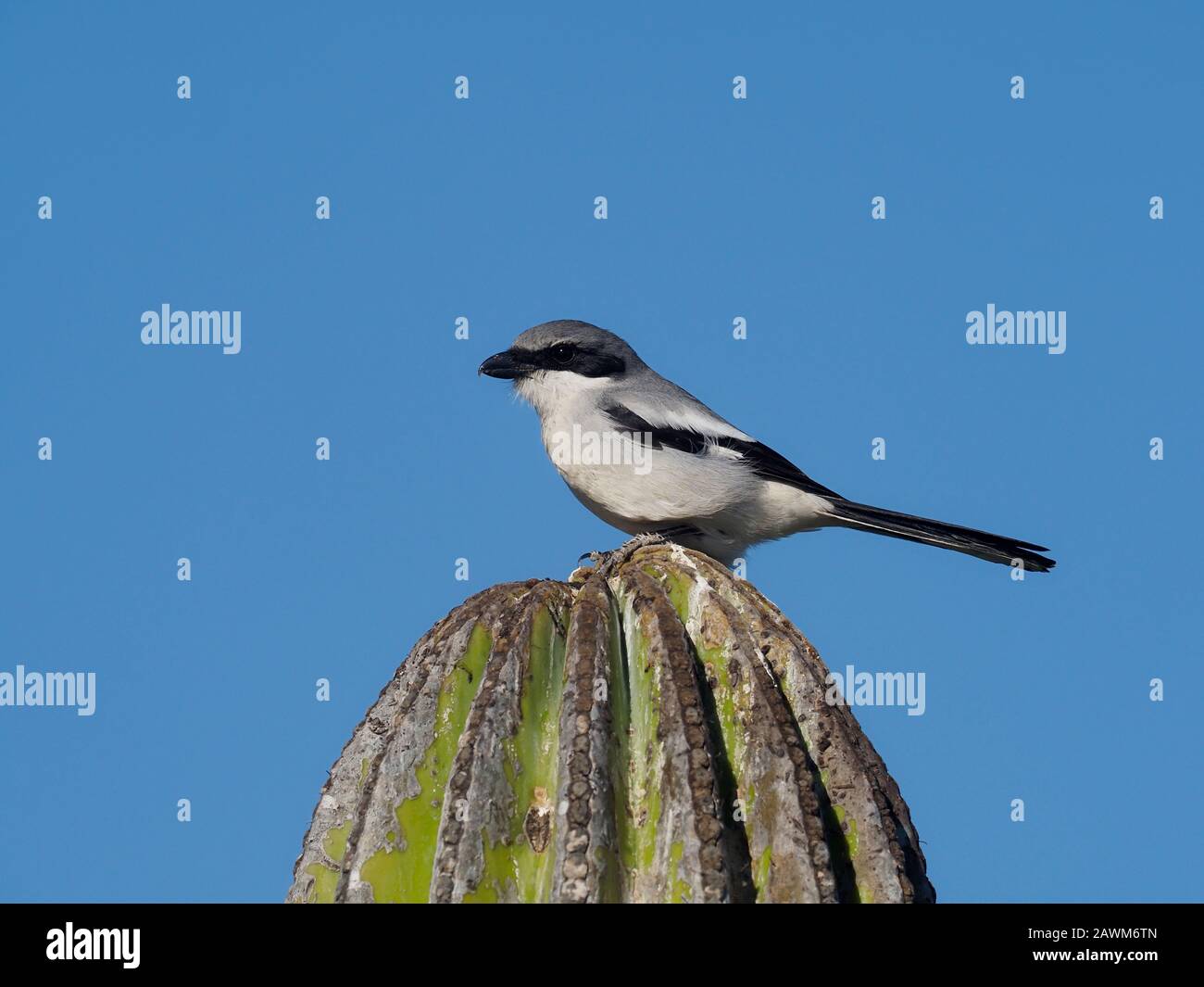 Loggerkopfwürger, Lanius ludovicianus, Einzelvogel auf Kakteen, Baja California, Mexiko, Januar 2020 Stockfoto