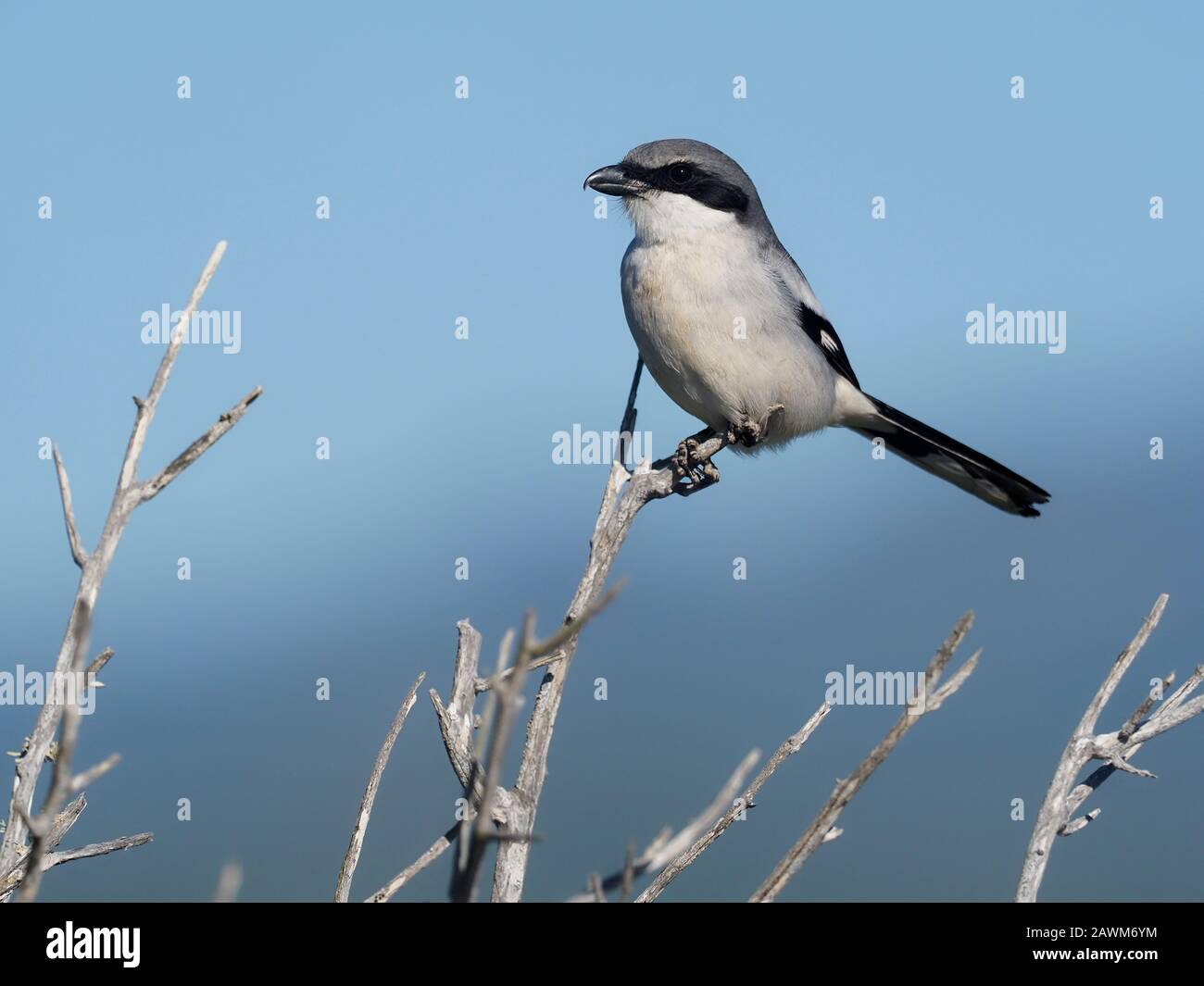 Loggerkopfwürger, Lanius ludovicianus, Einzelvogel auf Zweigstelle, Baja California, Mexiko, Januar 2020 Stockfoto