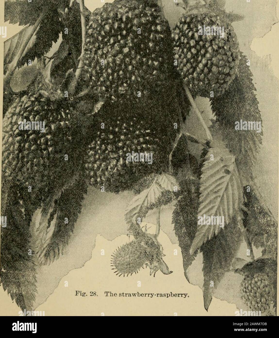 Bush-Fruits; eine gärtnerische Monographie von Himbeeren, Brombeeren, dewbeeren, Korinthen, Stachelbeeren und anderen rauchähnlichen Früchten. ^ wieder geöffnet. Theberry ist dann weiß, färbt sich aber innerhalb von drei Tagen hellrot, wird süß und liebenswürdig; sagt, dass es etwas zwischen dem Rotwein und der schwarzen Himbeere liegt. Die Samen wurden von Japanto J. T. Lovett, im Sommer des Jahres 1887, von Prof. C.C. Georgeson, jetzt Kansas. Im Jahr 1889 wurde die Lagermenge aus diesem Saatgut an John Lewis Childs verkauft, der sie unter dem Namen japanischer Weinberrj^* Vorstellte, Die Beere ist von guter Größe, fest und Stockfoto