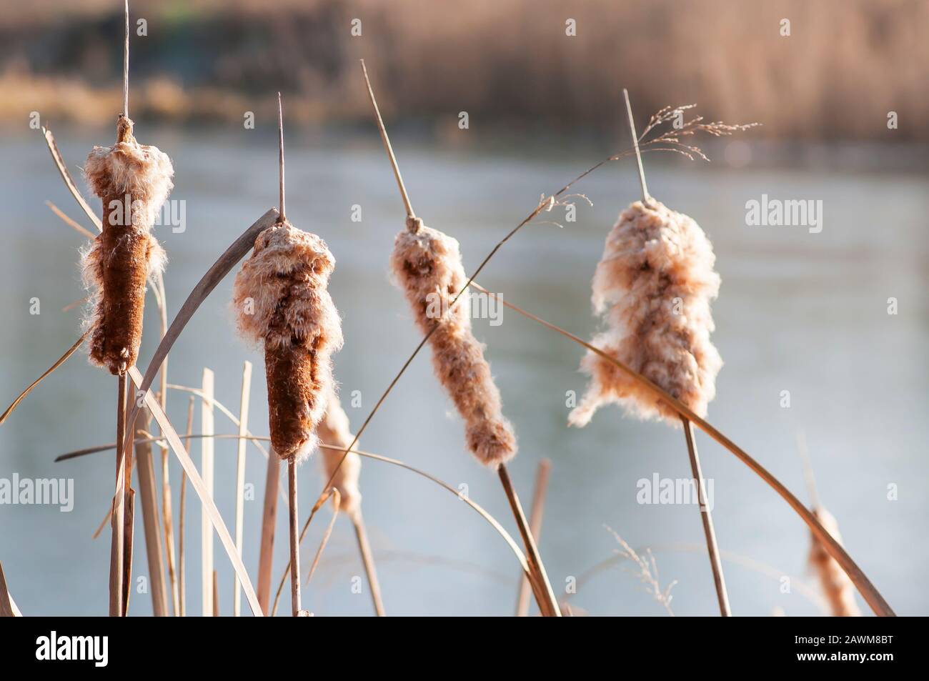 Geringerer Bulrush, Schmalblättriger Cattail, geringerer Reedmace (Typha angustifolia) Stockfoto