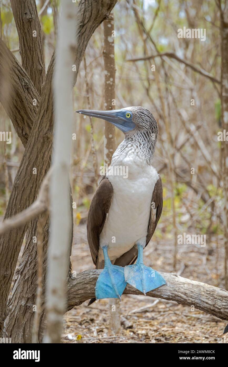 Blau Footed Sprengfallen Stockfoto Blau Footed Sprengfallen Stockfoto