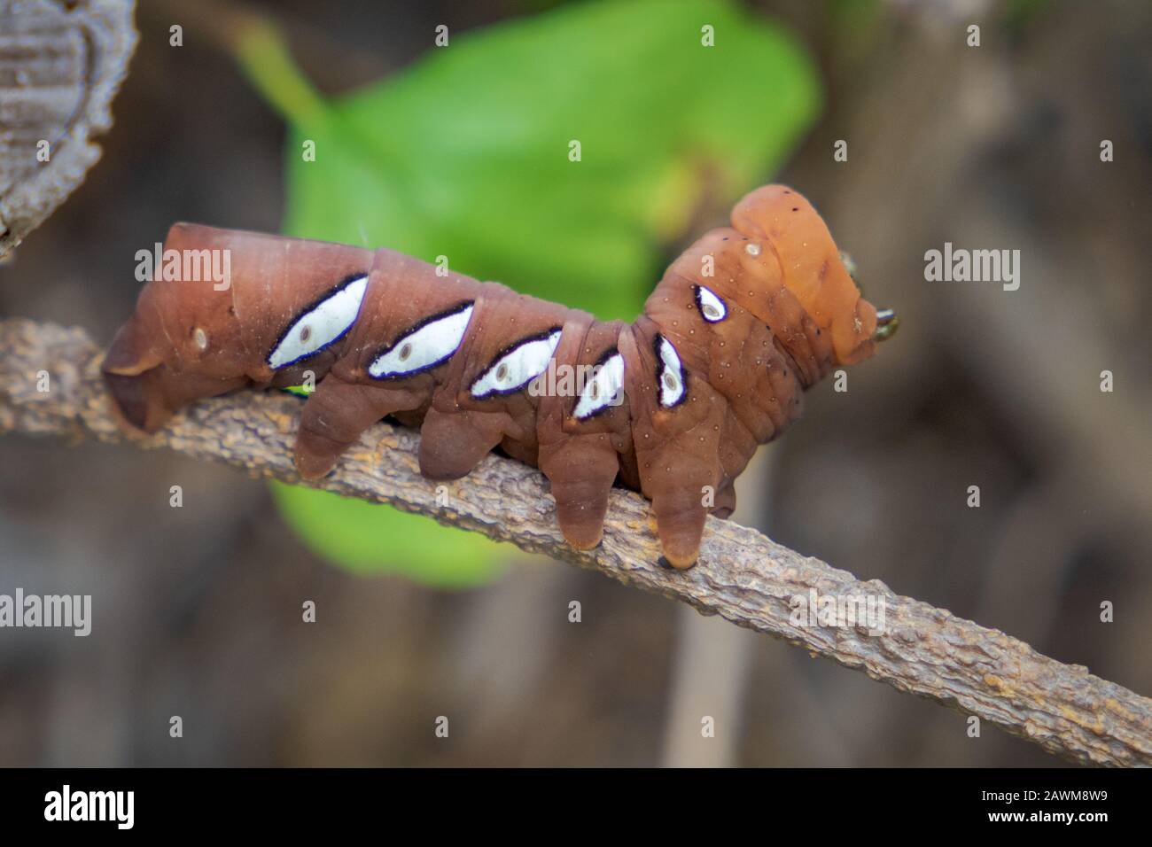 caterpillar auf der isla de la plata Stockfoto
