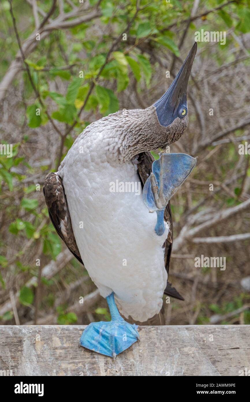 Blau Footed Sprengfallen Stockfoto Blau Footed Sprengfallen Stockfoto