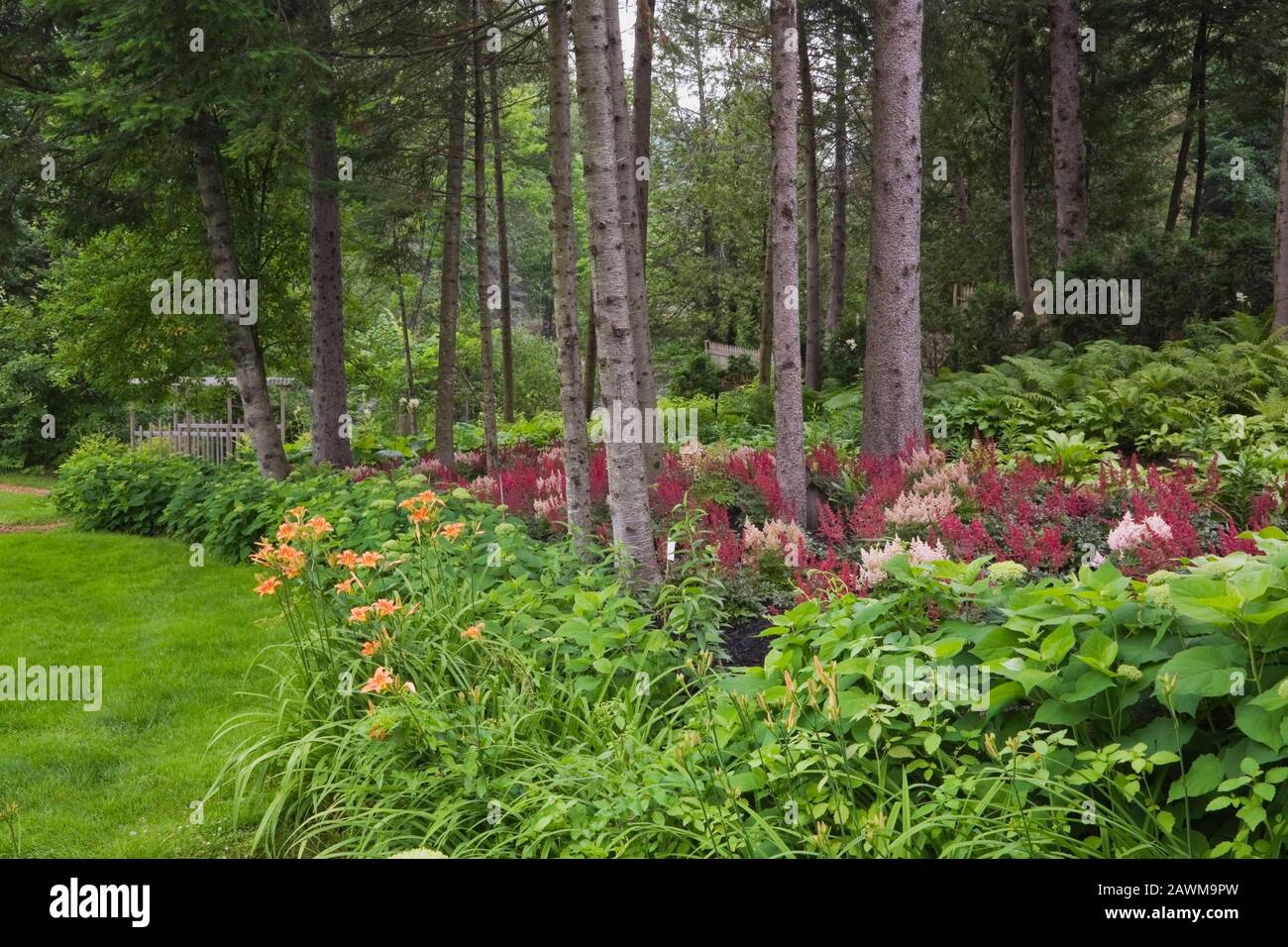 Grenze mit orangefarbenen Hemerocallis, burgunderrot Astilbe X arendsii 'Burgunderrot' und Hydrangea arborescens ‘Annabelle’ Sträucher im Vorgarten gepflanzt Stockfoto