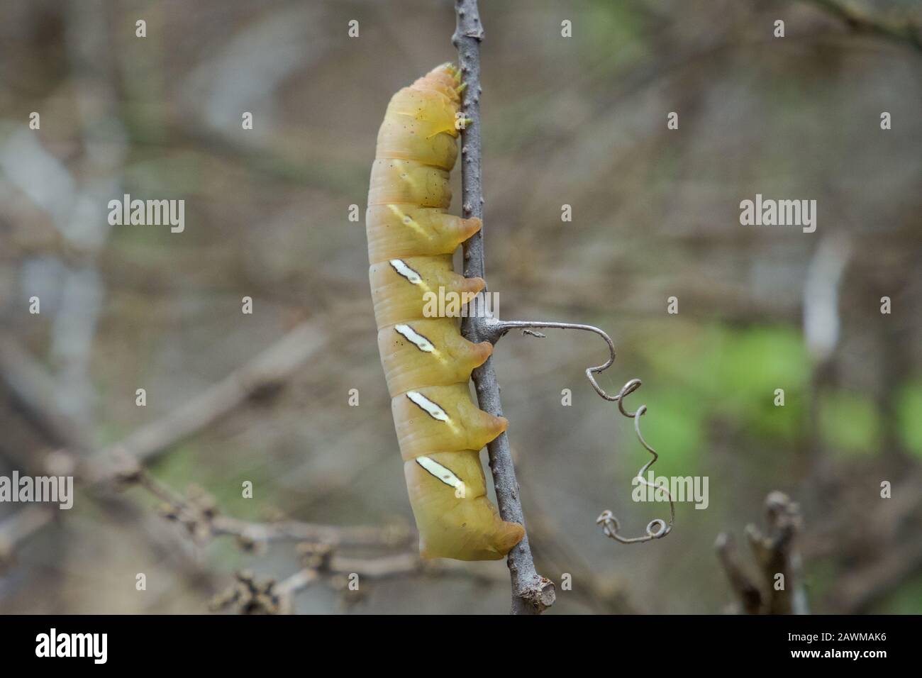 caterpillar auf der isla de la plata Stockfoto caterpillar auf der isla de la plata Stockfoto