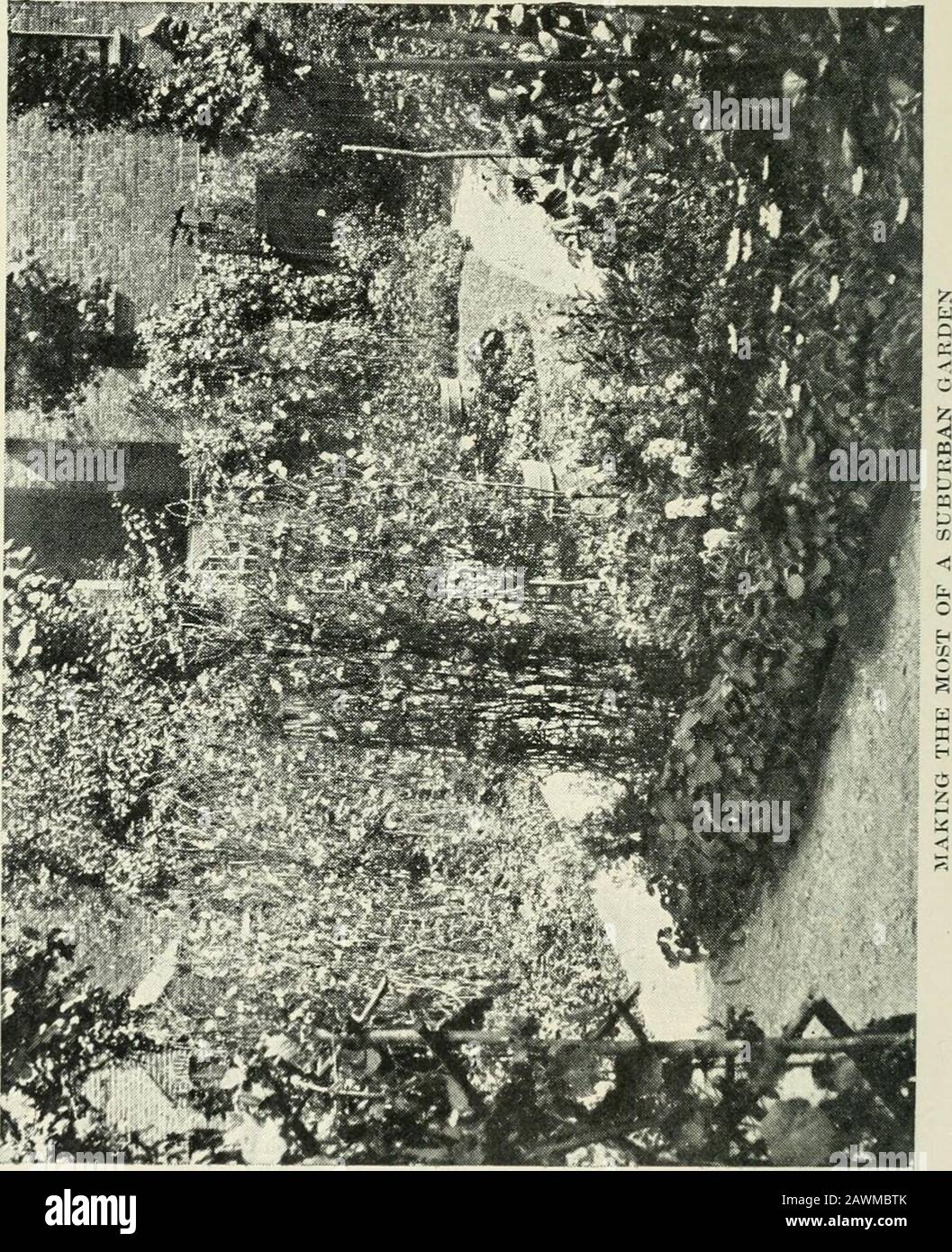 Gartenplanung und -Anpflanzung . G e u m und ScarletBegonia s Nachgestellte Fuchsia Yellow Margueries Gaillardias Gazanias Heliotrope. Standard IF Gold and Brown Calceo- Peach-colored Ivy possible larias Genanium Datura, White Petunias Carmine Verbena Lobelia cardinalis Oak-leaved Geraniumsand White Begonias Tradescantia Zebrina Fuchsias, Standard- oder Doppelscharlachrote Geranien Fuchsia procumbens Pyramide Rose Canuas Single Rose Geraniums White Ivy-leavedGeranium Gold Cannas Salmon Single Asters Saxifraga sarmentosatricolor Superba Lobelia cardinalis grandi- Creme Stocks Nepeta Glechoma flora Orange Af Stockfoto