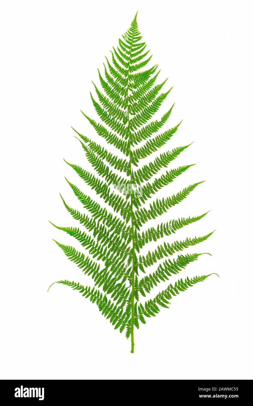 Perfektes grünes Farnblatt isoliert auf weißem Hintergrund in Nahaufnahme Stockfoto