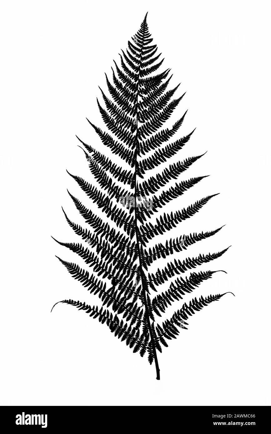 Schwarze Farnblättrige Silhouette isoliert auf weißem Hintergrund in Nahaufnahme Stockfoto
