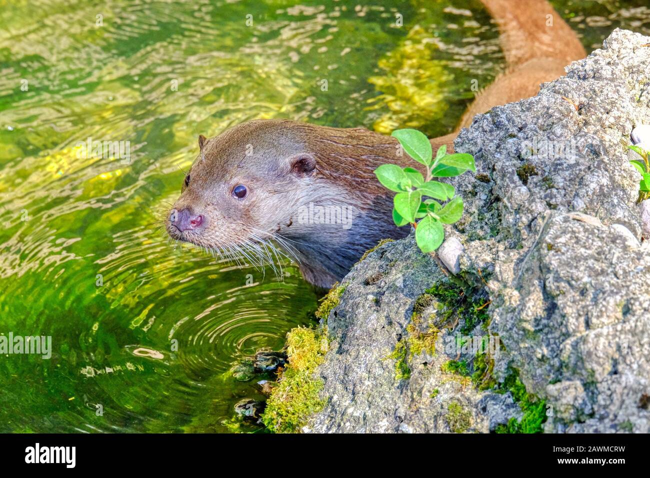 Detail eines Otters im Wasser in der Nähe eines Felsens an einem sonnigen Tag Stockfoto