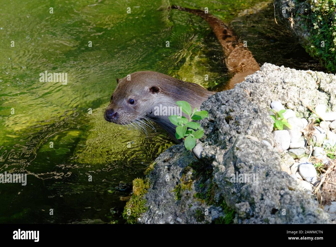 Detail eines Otters im Wasser in der Nähe eines Felsens an einem sonnigen Tag Stockfoto