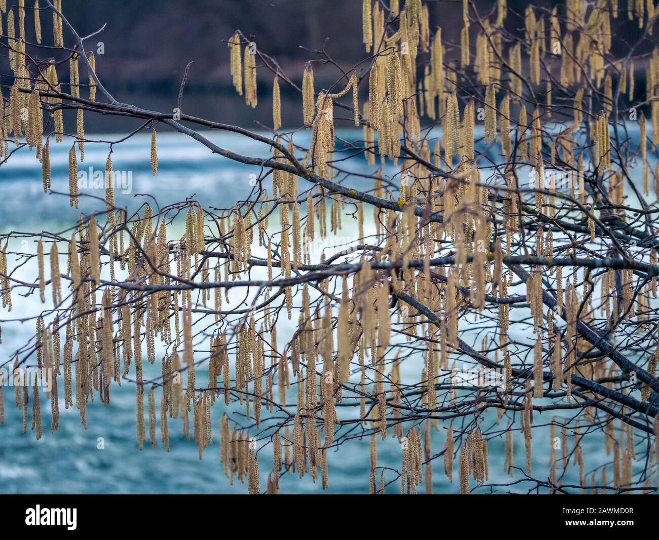 Nahaufnahme eines Haselnusszweigs mit im Winter fotografierten Pollen. Häselbäume mit jungen grünen Blättern, die Pollen verbreiten, Weichfokus, Kopienspa Stockfoto