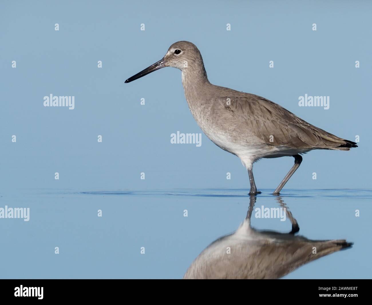 Willet, Catoptrophorus semipalmatus, Einzelvogel im Wasser, Baja California, Mexiko, Januar 2020 Stockfoto