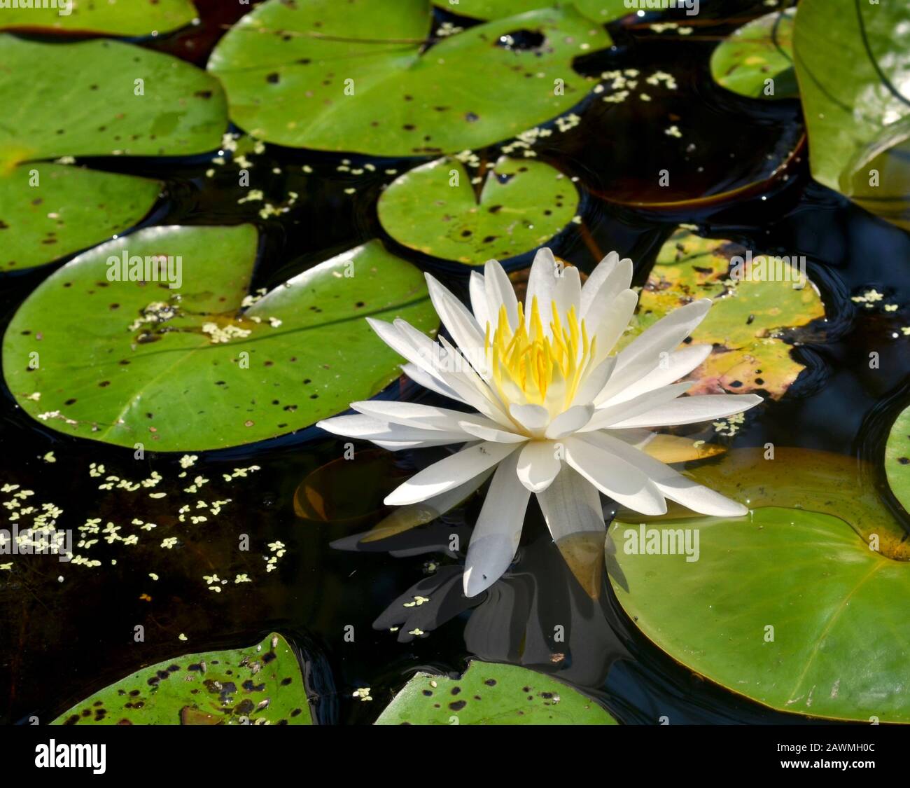 Eine amerikanische weiße Seerose (Nymphaea odorata) mit ihren runden, schwimmenden Blättern am Alligator River in der Küstenregion North Carolina. Stockfoto