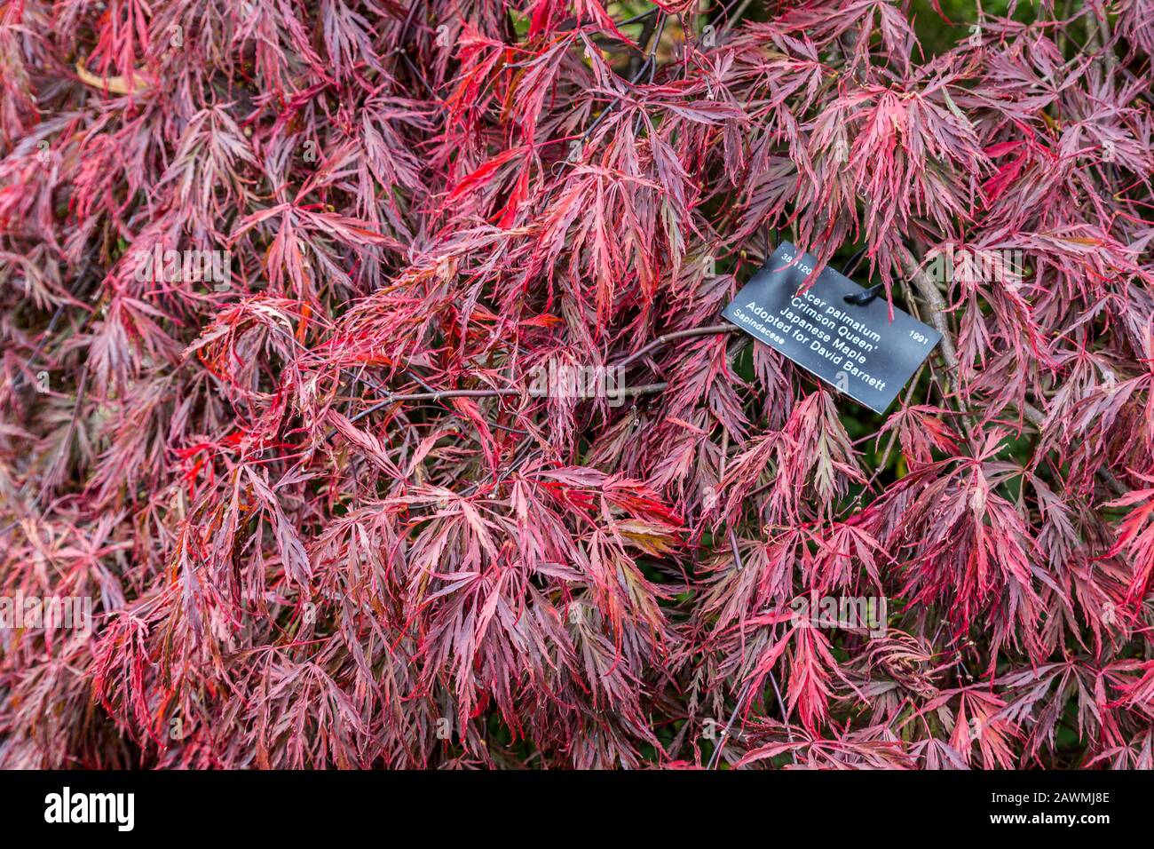 Label für Acer Palmatum, "Crimson Queen", japanischer Ahorn in Westonbirt Arboretum, Gloucestershire, Enhgland, Großbritannien Stockfoto