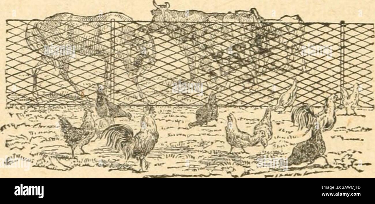 Katalog der Beiträge für die ..cattle Ausstellung und Messe der Bay State Agricultural Society1ST-3d; 1886-1889 . J. M. Sears, Southboro, Mass. Darlingtons Hugo, 22651; gezüchtet von A. B. Darlington; gekalkt am 8. Juni 188 S. 43 Geo. V. Fletcher, Belmont, Mass. Belmont Prince, 23277, gezüchtet von Geo. V. Fletcher; gekalkt am 9. April 1888, Sire Beautys Herzog, 1534, Staudamm Mattie B., 58826. 44 John R. Brewer, Hingham, Mass. Dom Pedro Qument, 21308; gezüchtet von John R. Brewer, Hingham; gekalkt 19. August 1888, SireSnappit, 13395, DAM Lady Thornton, 34121. 45 John R. Brewer, Hingham, Mass Eclipse Torment, 23163; gezüchtet von John R. B. Stockfoto