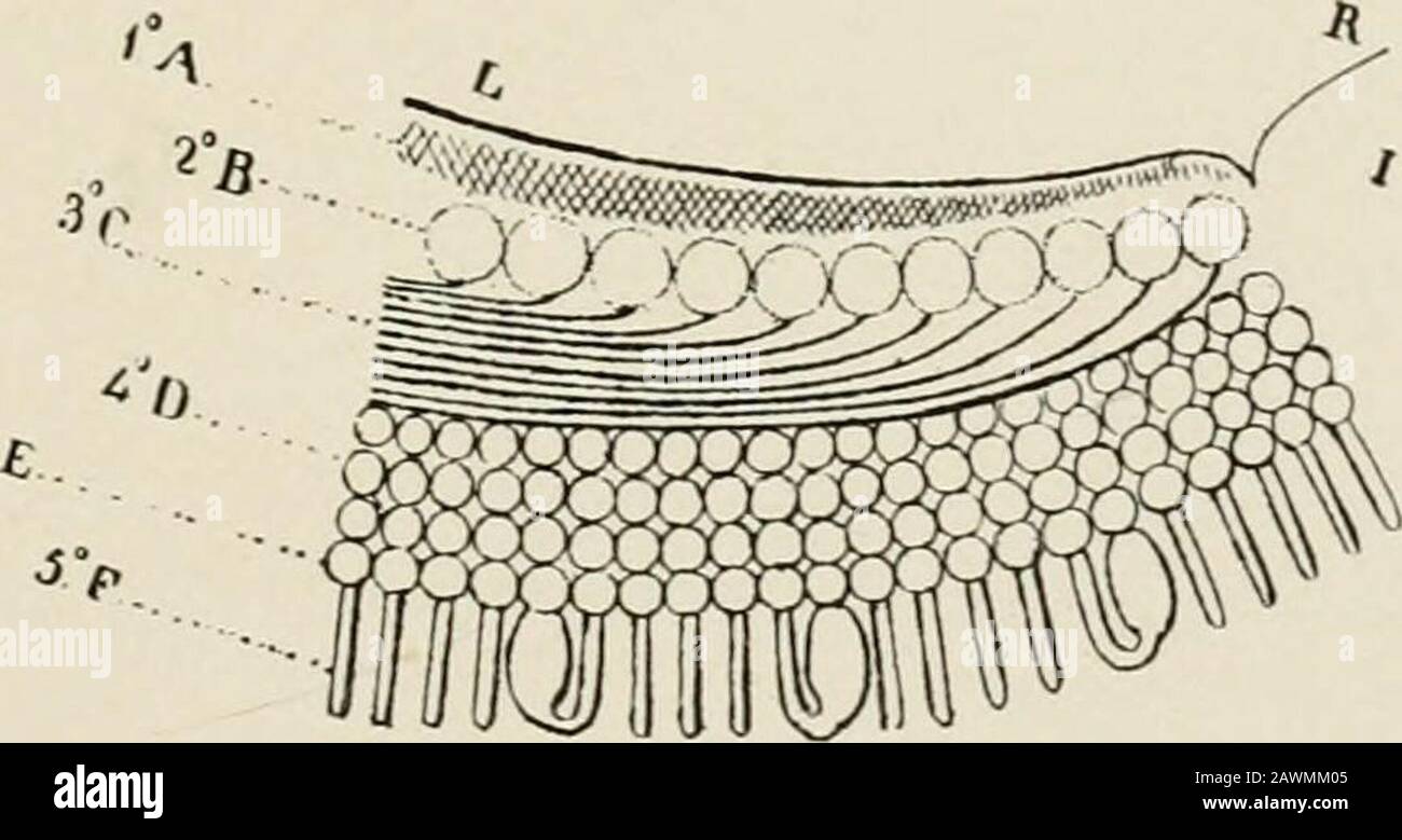 Transaktionen . B i®. ABB. VII Fotografische WIEDERGABE VON PACINIS FIGURESOF DER MENSCHLICHEN NETZHAUT und Der Stäbchen der Himian Retina. 351 Abb. VII ist eine fotografische Reproduktion von Pacinis Kordilleren der menschlichen Netzhaut, aus Abschnitten und Saugen der frischen, nicht gehärteten Netzhaut, die mit vitalem Humor untersucht wurden. Das obere Figurerepresste Knebelstangen, ein Kegel, dessen Außenelement mit einem Stab zylindrisch und stetig wird, auch Zwillingskegel. Thelower Figur ist seine schematische Sicht auf die menschliche Netzhaut. Helmholtz, Czermak, Nuel, Wolffberg, Olshausen, Exner und Dimmer sind sich alle einig, einen Schatten oder ein Mosaik w zu beschreiben Stockfoto
