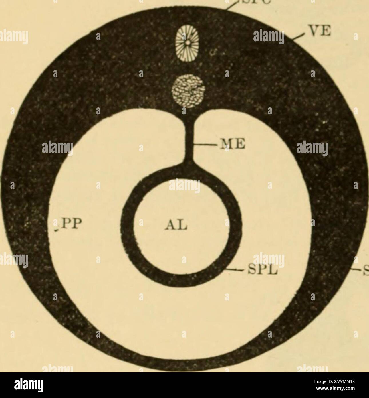 Ein System der Geburtshilfe . mit dem größeren Hohlraum, der vom nicht-emonikalen Teil des Blastoderms umgeben ist: Sein Futter Hypoblast-Givesrise zum Epithel des Alimentary Kanals, zu den Drüsenzellen des Thelivers und der Bauchspeicheldrüse sowie zum Epithel der Lunge und den Luftgängen. Das Clearar/e des Mexoblads und die Trennung des Körperwallenden und Alimentären Tubus. - Ein Solcher Querschnitt, wie in Abb. 38 dargestellt wird, würde bedeuten, dass die alimentäre Röhre ziemlich eng unten geworden wäre und der Yelk-Sack sich loszog, ziemlich gut darstellen, dass ein diagrammatis-kallischer Querschnitt des Nackens des Aduls vorhanden ist Stockfoto