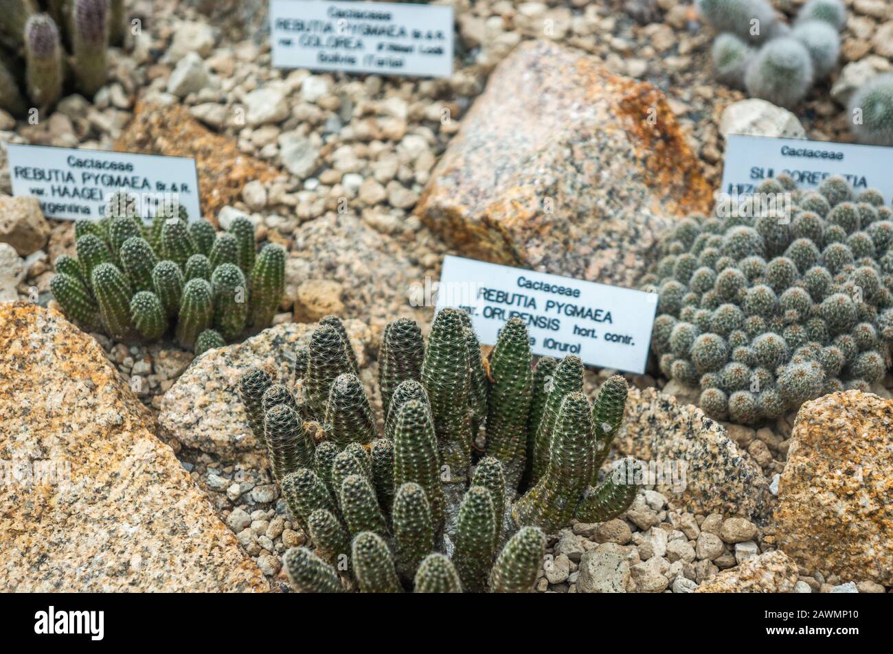 Kleine Cluster verschiedener kleiner Kakteenpflanzenvarianten in einer botanischen Gartenhauslage. Schilder mit lateinischen Namen und Fokus auf Vordergrund Stockfoto