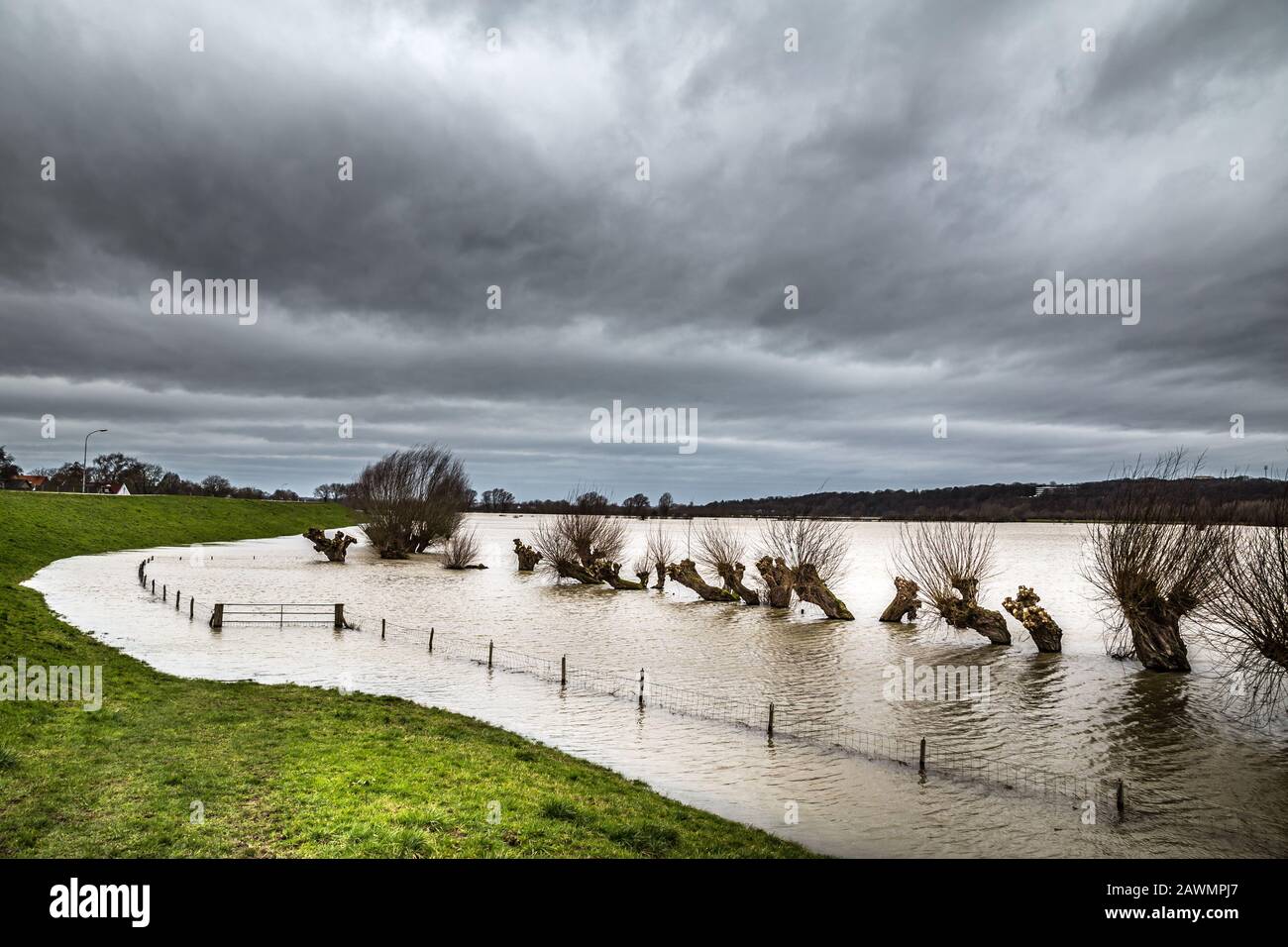 Dunkle Landschaft von Regenwetter mit einer Reihe alter Wollweine im überfluteten Rheinfluss im niederländischen Gelderland Stockfoto