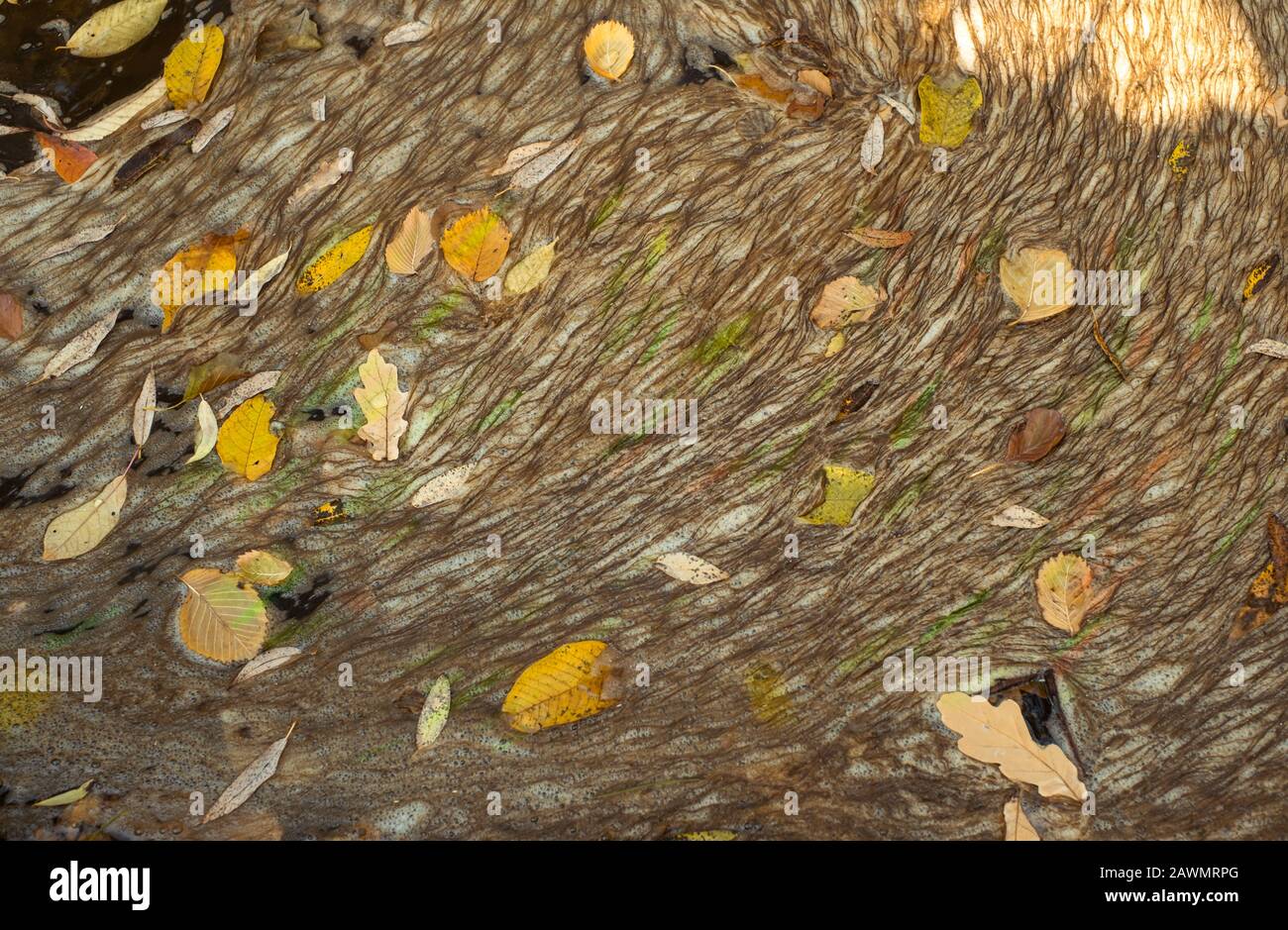Wasser mit Algen und Blätter im Herbst verschmutzt Stockfoto