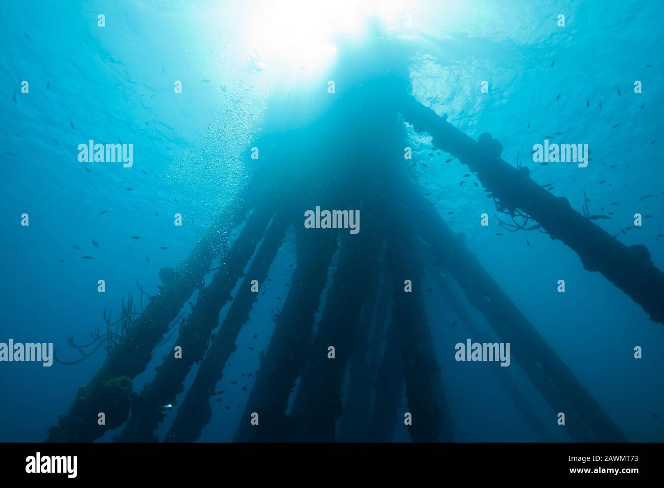 Unterwasser Flora und Fauna im Meer der Karibik rund um Bonaire, Niederländische Antillen. Platz Salt Pier. Stockfoto