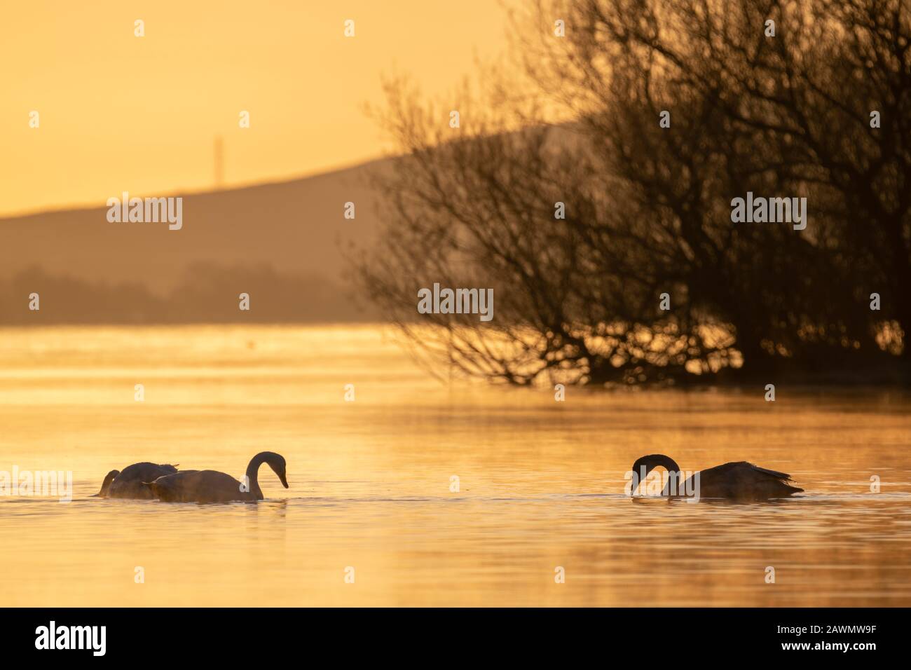 Zwei whooper Schwäne (Cygnus cygnus), die bei Sonnenaufgang auf einem ruhigen See schwimmen, Loch Leven National Nature Reserve, Schottland, Großbritannien. Stockfoto